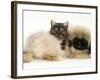 Smoke Exotic Kitten with Pekingese Puppy-Jane Burton-Framed Photographic Print