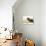 Smoke Exotic Kitten with Pekingese Puppy-Jane Burton-Photographic Print displayed on a wall