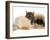 Smoke Exotic Kitten with Pekingese Puppy-Jane Burton-Framed Photographic Print