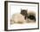 Smoke Exotic Kitten with Pekingese Puppy-Jane Burton-Framed Photographic Print