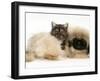 Smoke Exotic Kitten with Pekingese Puppy-Jane Burton-Framed Photographic Print