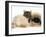 Smoke Exotic Kitten with Pekingese Puppy-Jane Burton-Framed Photographic Print