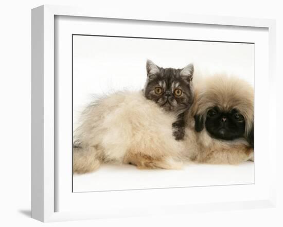 Smoke Exotic Kitten with Pekingese Puppy-Jane Burton-Framed Photographic Print