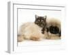 Smoke Exotic Kitten with Pekingese Puppy-Jane Burton-Framed Photographic Print