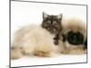 Smoke Exotic Kitten with Pekingese Puppy-Jane Burton-Mounted Photographic Print