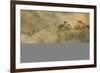 Smoke from a fire drifts across rainforest, near San Juan, Siquijor, Philippines, Southeast Asia, A-Nigel Hicks-Framed Photographic Print