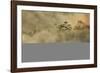 Smoke from a fire drifts across rainforest, near San Juan, Siquijor, Philippines, Southeast Asia, A-Nigel Hicks-Framed Photographic Print