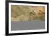 Smoke from a fire drifts across rainforest, near San Juan, Siquijor, Philippines, Southeast Asia, A-Nigel Hicks-Framed Photographic Print