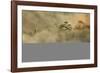 Smoke from a fire drifts across rainforest, near San Juan, Siquijor, Philippines, Southeast Asia, A-Nigel Hicks-Framed Photographic Print