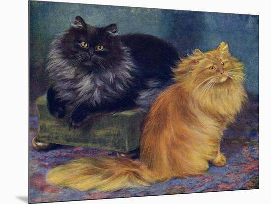 Smoke, Orange Persians-W. Luker-Mounted Premium Photographic Print