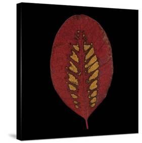 Smokebush Leaf on Black-June Hunter-Stretched Canvas