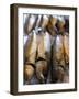 Smoked Herring in Fish Market, Bruges, Belgium, Europe-Martin Child-Framed Photographic Print