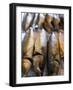 Smoked Herring in Fish Market, Bruges, Belgium, Europe-Martin Child-Framed Photographic Print