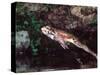 Smokey Jungle Frog, Brazil-David Northcott-Stretched Canvas