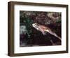 Smokey Jungle Frog, Brazil-David Northcott-Framed Photographic Print