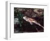 Smokey Jungle Frog, Brazil-David Northcott-Framed Photographic Print