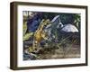 Smokey Jungle Frog (Leptodactylus Pentadactylus), Leptodactylidae-null-Framed Giclee Print