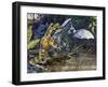 Smokey Jungle Frog (Leptodactylus Pentadactylus), Leptodactylidae-null-Framed Giclee Print