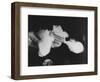 Smoking Gun, c.1939-null-Framed Photographic Print