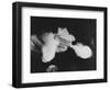 Smoking Gun, c.1939-null-Framed Photographic Print