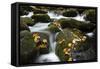 Smoky Mountain National Park, Tennessee: a Small Stream Flowing in Roaring Forks-Brad Beck-Framed Stretched Canvas