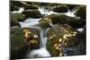 Smoky Mountain National Park, Tennessee: a Small Stream Flowing in Roaring Forks-Brad Beck-Mounted Photographic Print