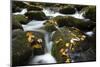 Smoky Mountain National Park, Tennessee: a Small Stream Flowing in Roaring Forks-Brad Beck-Mounted Photographic Print