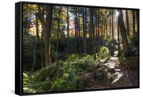 Smoky Mountain National Park, Tennessee: the Sun Shines Through the Forest Near Clingman's Dome-Brad Beck-Framed Stretched Canvas
