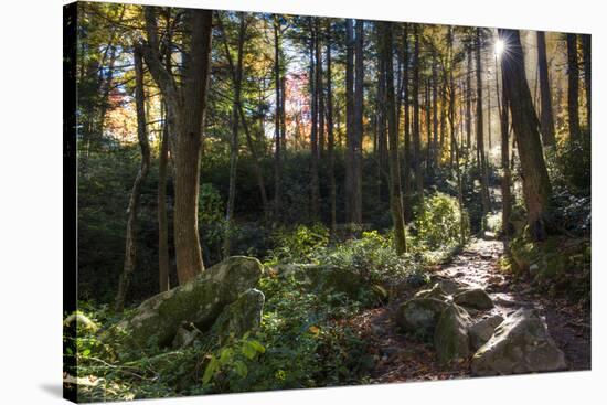 Smoky Mountain National Park, Tennessee: the Sun Shines Through the Forest Near Clingman's Dome-Brad Beck-Stretched Canvas