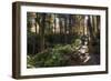 Smoky Mountain National Park, Tennessee: the Sun Shines Through the Forest Near Clingman's Dome-Brad Beck-Framed Photographic Print