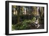 Smoky Mountain National Park, Tennessee: the Sun Shines Through the Forest Near Clingman's Dome-Brad Beck-Framed Photographic Print