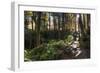 Smoky Mountain National Park, Tennessee: the Sun Shines Through the Forest Near Clingman's Dome-Brad Beck-Framed Photographic Print