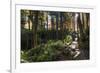 Smoky Mountain National Park, Tennessee: the Sun Shines Through the Forest Near Clingman's Dome-Brad Beck-Framed Photographic Print