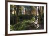 Smoky Mountain National Park, Tennessee: the Sun Shines Through the Forest Near Clingman's Dome-Brad Beck-Framed Photographic Print