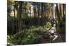 Smoky Mountain National Park, Tennessee: the Sun Shines Through the Forest Near Clingman's Dome-Brad Beck-Mounted Photographic Print