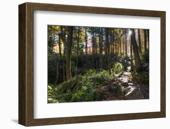 Smoky Mountain National Park, Tennessee: the Sun Shines Through the Forest Near Clingman's Dome-Brad Beck-Framed Photographic Print