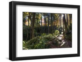 Smoky Mountain National Park, Tennessee: the Sun Shines Through the Forest Near Clingman's Dome-Brad Beck-Framed Photographic Print