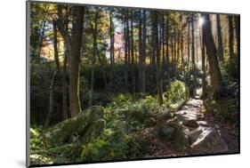 Smoky Mountain National Park, Tennessee: the Sun Shines Through the Forest Near Clingman's Dome-Brad Beck-Mounted Photographic Print