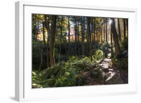 Smoky Mountain National Park, Tennessee: the Sun Shines Through the Forest Near Clingman's Dome-Brad Beck-Framed Photographic Print
