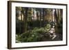 Smoky Mountain National Park, Tennessee: the Sun Shines Through the Forest Near Clingman's Dome-Brad Beck-Framed Photographic Print