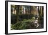 Smoky Mountain National Park, Tennessee: the Sun Shines Through the Forest Near Clingman's Dome-Brad Beck-Framed Photographic Print