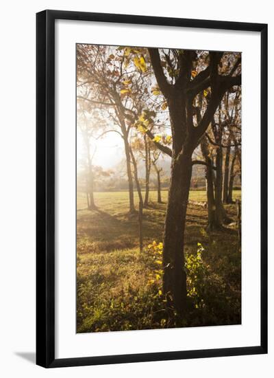 Smoky Mountain National Park, Tennessee: the Sun Shines Through the Trees Along Spark Lane-Brad Beck-Framed Photographic Print
