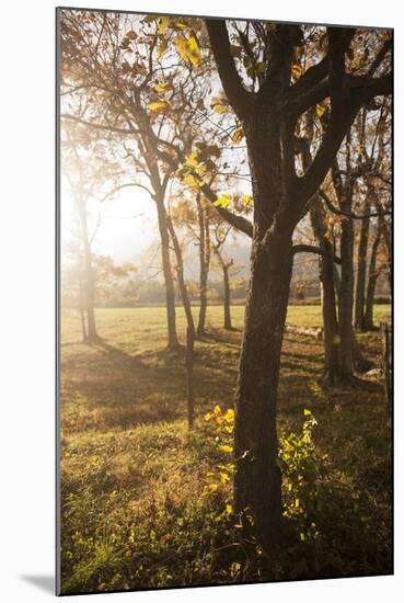 Smoky Mountain National Park, Tennessee: the Sun Shines Through the Trees Along Spark Lane-Brad Beck-Mounted Photographic Print