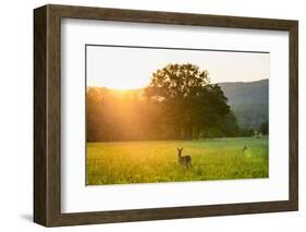 Smoky Mountain Wildlife-Jared Kreiss-Framed Photo