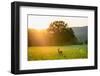 Smoky Mountain Wildlife-Jared Kreiss-Framed Photo