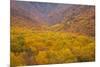 Smoky Mountains National Park, Fall Foliage in the Smoky Mountains National Park-Joanne Wells-Mounted Photographic Print