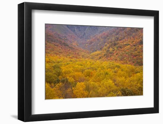 Smoky Mountains National Park, Fall Foliage in the Smoky Mountains National Park-Joanne Wells-Framed Photographic Print
