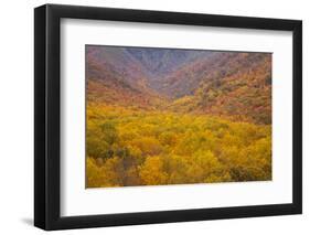 Smoky Mountains National Park, Fall Foliage in the Smoky Mountains National Park-Joanne Wells-Framed Photographic Print