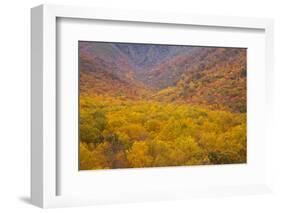 Smoky Mountains National Park, Fall Foliage in the Smoky Mountains National Park-Joanne Wells-Framed Photographic Print