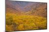 Smoky Mountains National Park, Fall Foliage in the Smoky Mountains National Park-Joanne Wells-Mounted Photographic Print